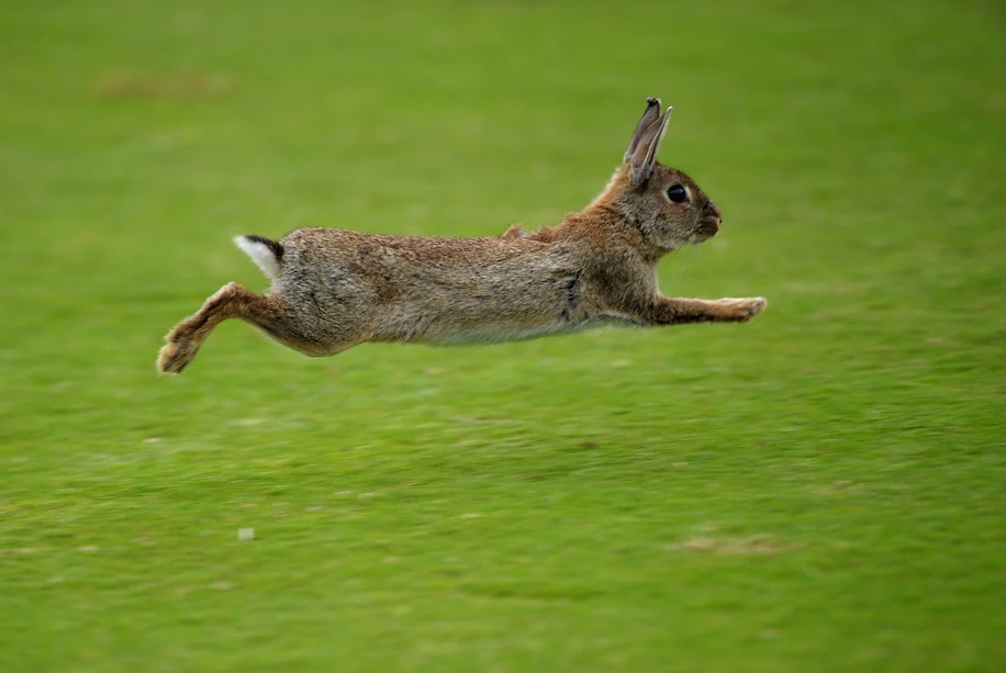 Brown Australian rabbit running on green grass