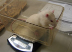 Rat image: Lauren Chaby/Penn State