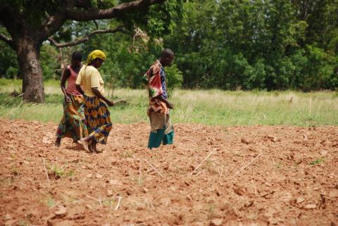 Three women working in a field in Ghana.