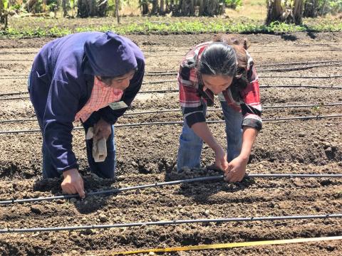 Two women installing irrigation pipes in a field in Honduras.