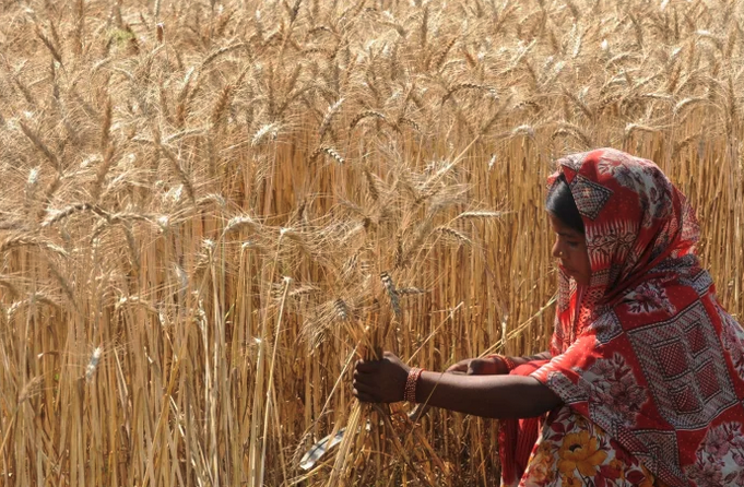 Woman in India gathering wheat