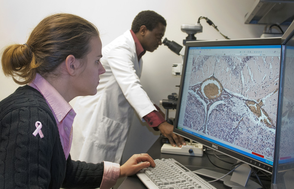 Researchers in the Center for Neural Engineering examine brain samples from cerebral malaria on a computational microscopy screen.
