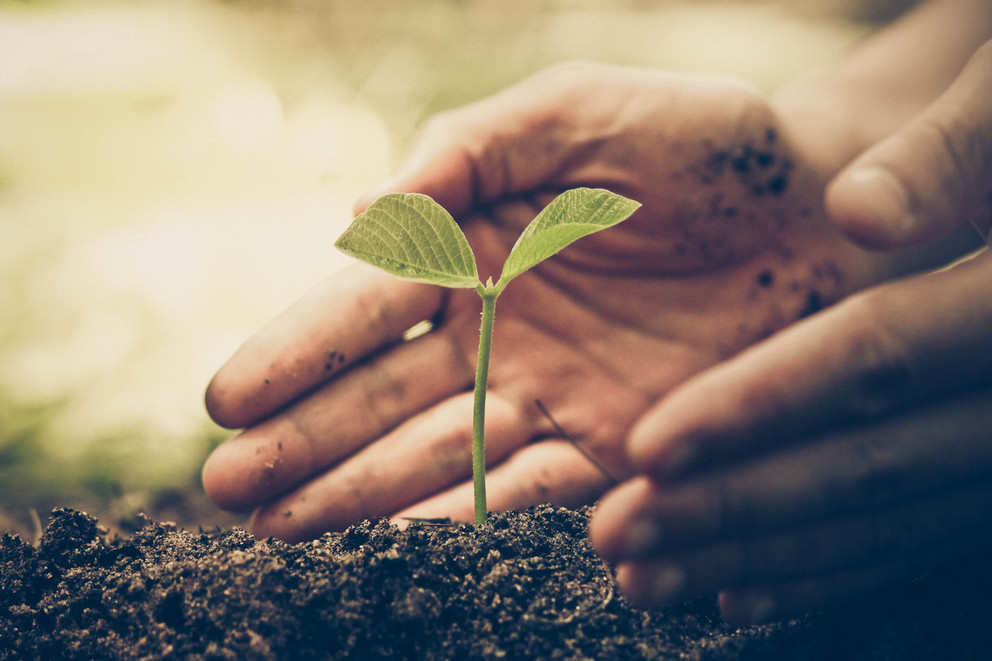 Photo of two hands planting a tiny seedling plant in dirt.
