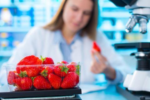 A scientist studying a container of strawberries.